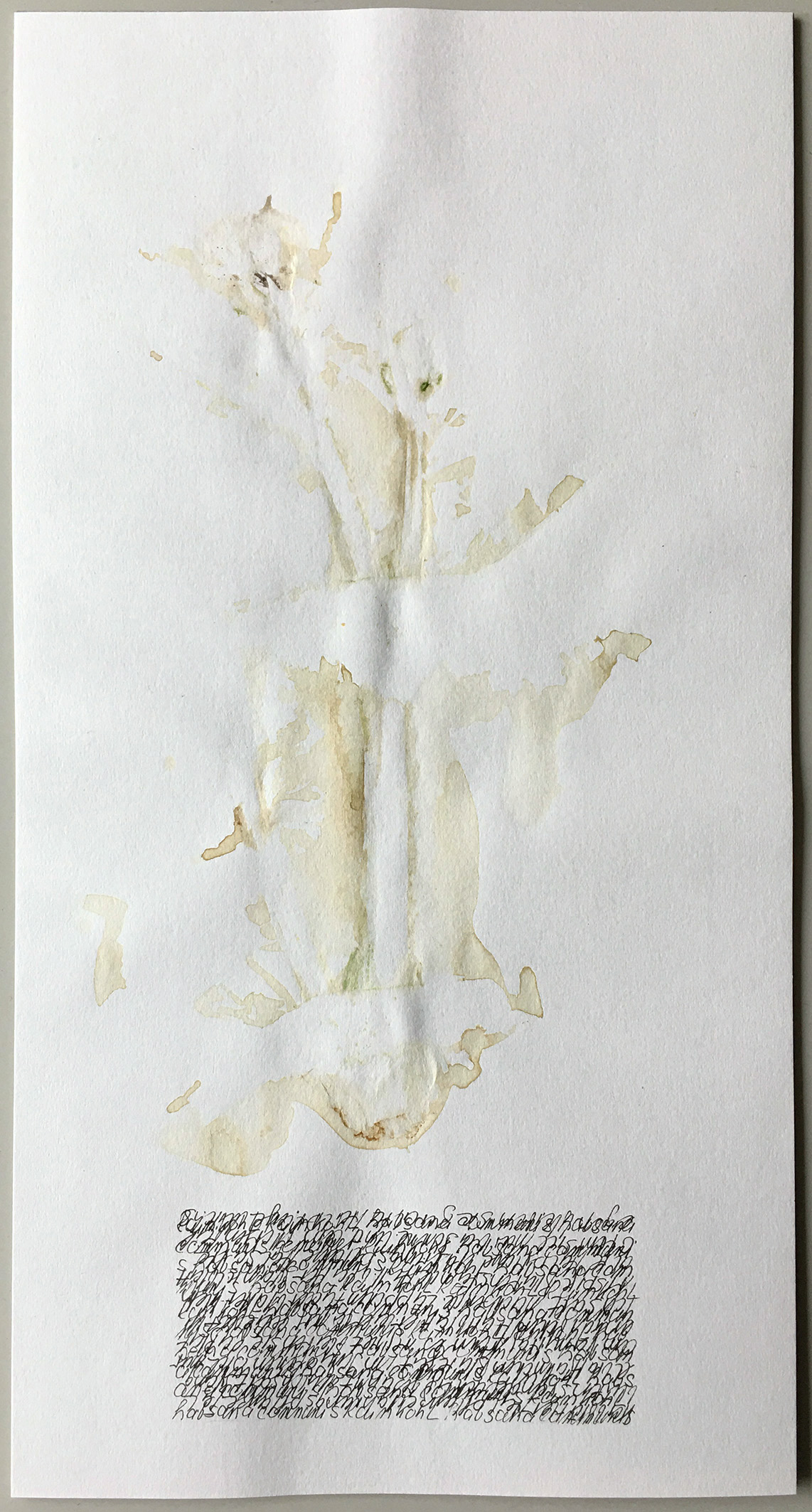 künstlerisches herbarium. prägung der pflanze Rainkohl. assotiativer text in handschrift